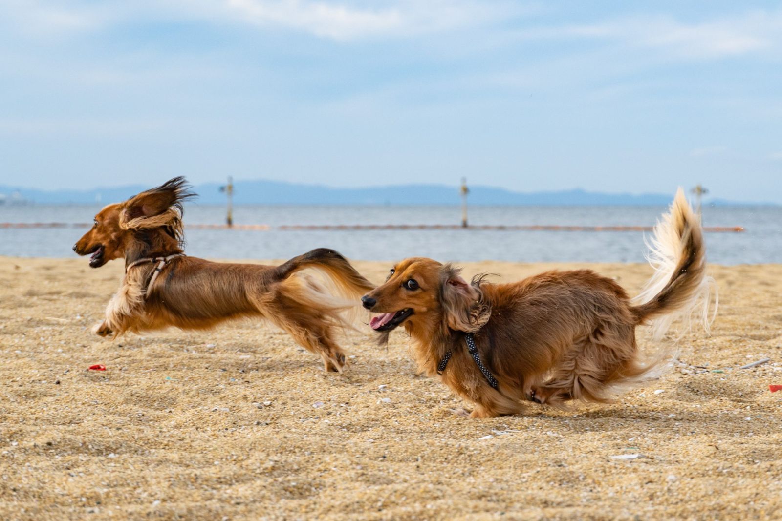 Qualified veterinary support staff